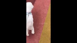 Puppy with injured back leg learns to walk on his front two paws