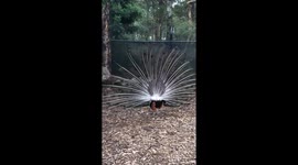 Peacock dancing nicely made my day
