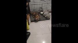 Cat's Escape Attempt in Henan, China