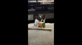 Very cute dog tries to play with a Rubix cube just out of reach