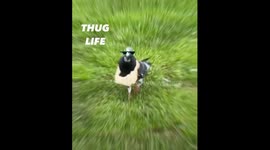Gangster Thug Life Pigeon in neighbourhood get its bread dawg