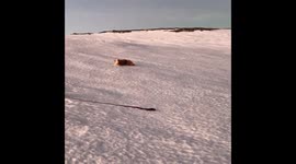 Ebba, the dog that loved to slide. The faster, the better. This is filmed in Hammerfest, north Norway.