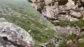 Several bison and antelope were lying on the slopes in Xi'An, China