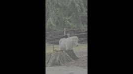 Resourceful raven gathers nesting material from horse's mane