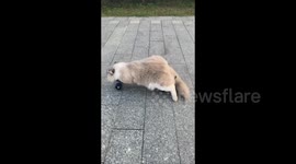 Cat Skateboards with Playful Flair in Guangxi, China