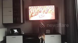My Beagle loves watching tv