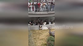 Panda cub walks on hind legs greeting queueing zoo visitors
