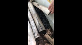 Tourist finds thousands of scorpions under lengths of bamboo