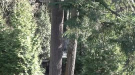 Bear cub scales tree for juicy fresh leaves at Oregon Zoo