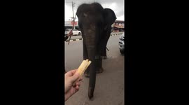Woman feeds passing elephant fresh sugarcane