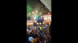 Several injured as elephant runs amok during Arattupuzha temple festival