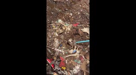 Snake catchers remove huge python hiding under dirt