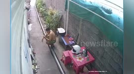 Snake frightens man when it emerges in front of him while uses phone