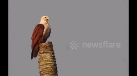 The brahminy kite (Haliastur indus) in Indonesia