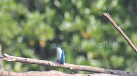 The collared kingfisher (Todiramphus chloris)