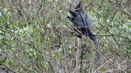 Number of leaf monkeys in China's Chongqing rises to over 180