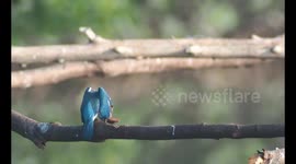 The collared kingfisher (Todiramphus chloris)