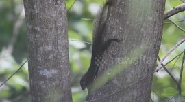 The plantain squirrel  (Callosciurus notatus)