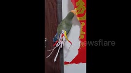 Clever Parrot Turns Couplets into Ornaments in Henan, China