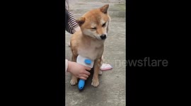 Grooming session with a Shiba Inu in Shangrao, China