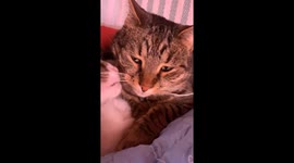 Yin and Yang: true cat's love. These cute creatures, a girl and a boy, are so sweet!