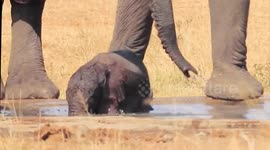 Elephant herd come together to help calf escape slippery watering hole