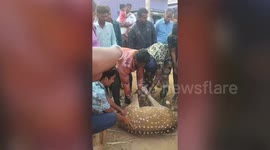 Forest officials rescue deer after it strays into town in southern India