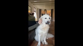 Our Golden retriever enjoys this. But just that one spot that makes her lip go up. This is Noor and her human sister