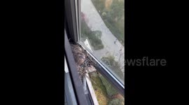 Turtle Doves Make Home in Window Sill in Zhejiang, China