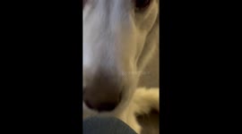 Giant puppy needs love