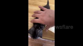 Kitten Fakes Fainting After Being Held in Hand in Shaanxi, China