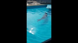 Foca en su medio  acuático , el mas rápido y fuerte nadando.