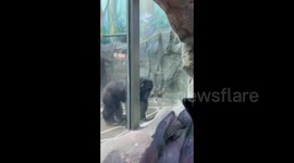 A man and a chimpanzee dance at a zoo in Changchun, China
