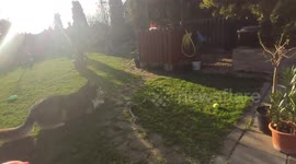 Goofball GSD Enzo is having way too much fun with broken handbag