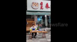 Cat Immerses in Guzheng Music Composed by Owner in Chengdu, China