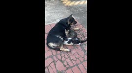 Mom dog breastfeeds kittens in the front yard