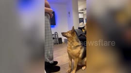 Dog with no eyes still homeless despite 70,000 people viewing viral video appeal