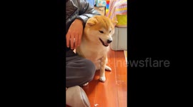 Shiba Inu Expresses Displeasure with Motorcycle-Like Sounds in Jiangsu, China