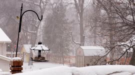 Birds in a frenzy at the start of an early spring snowstorm in Minnesota.