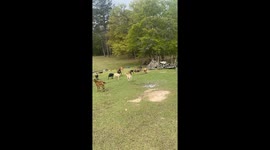 Every day when I walk outside it always sound like my goats are calling my name lol! I go by “Shan” and if you listen closely it seems as if they are saying “Shan” enjoy!