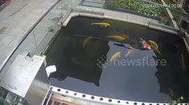 Dazzling Koi Dances in Pond in Guangdong, China