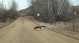 An American Bald Eagle snagging a roadkill rabbit from a road in Boulder Colorado USA