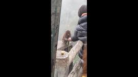 Oops! Chinese Scenic Monkey Accidentally Drops Snacks Given by Tourists