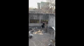 Cute bear cub can’t stop jumping to secure a snack from visitors in northern China