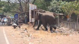 While jumbo enters into the human habitations charges people in south india