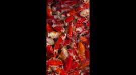 Koi carp go crazy for food thrown into pond
