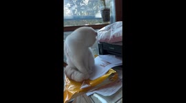 Daegu drama: cat startled by printer