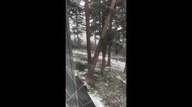Oregon hit by ice storm: trees tumble near apartment