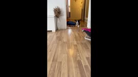 Tamlin's tiny trot: a puppy rewind