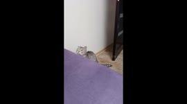 Barsik the curious cat stands tall, gazing at an unseen mystery
